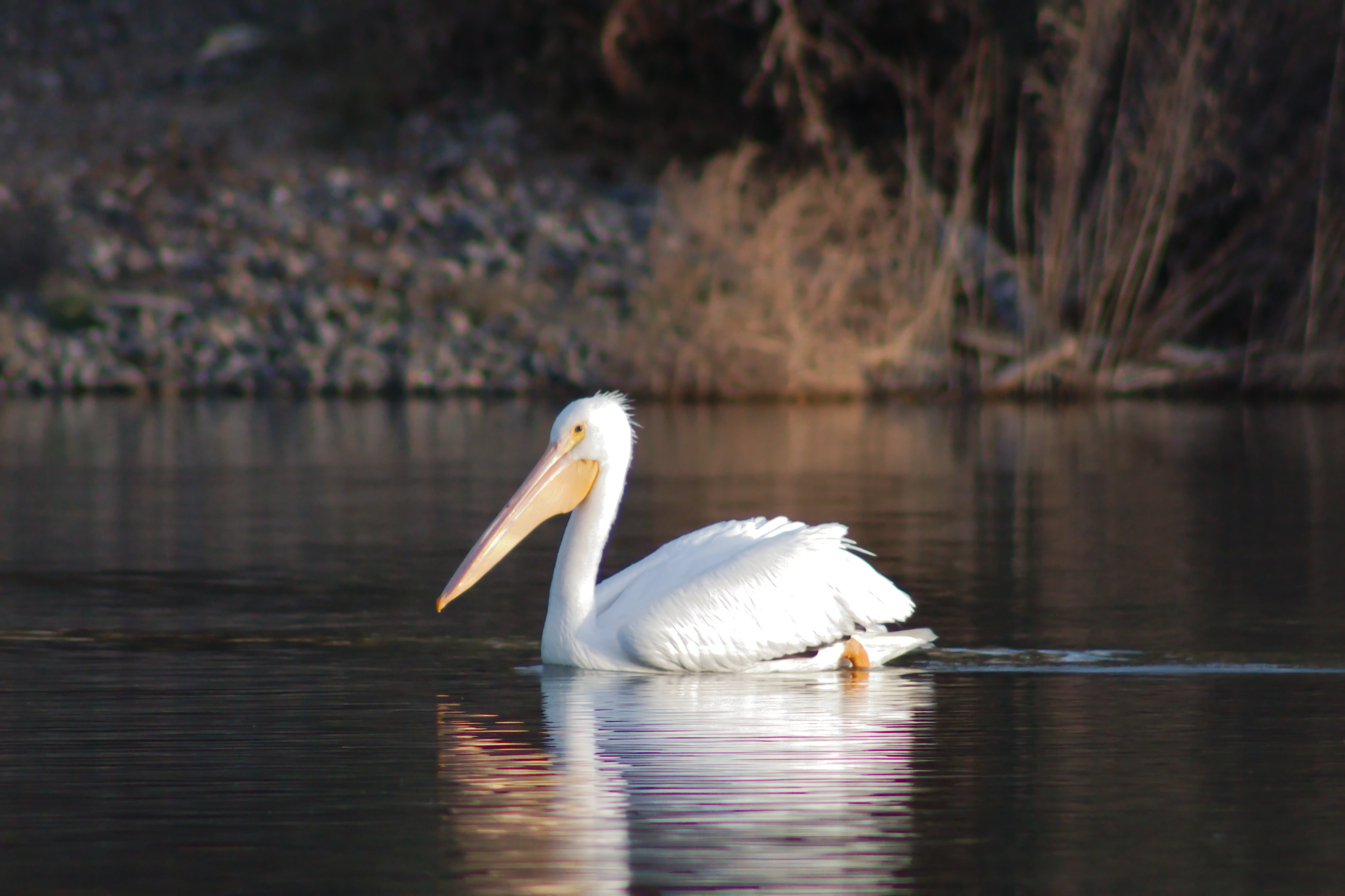 American White Pelican, swimming