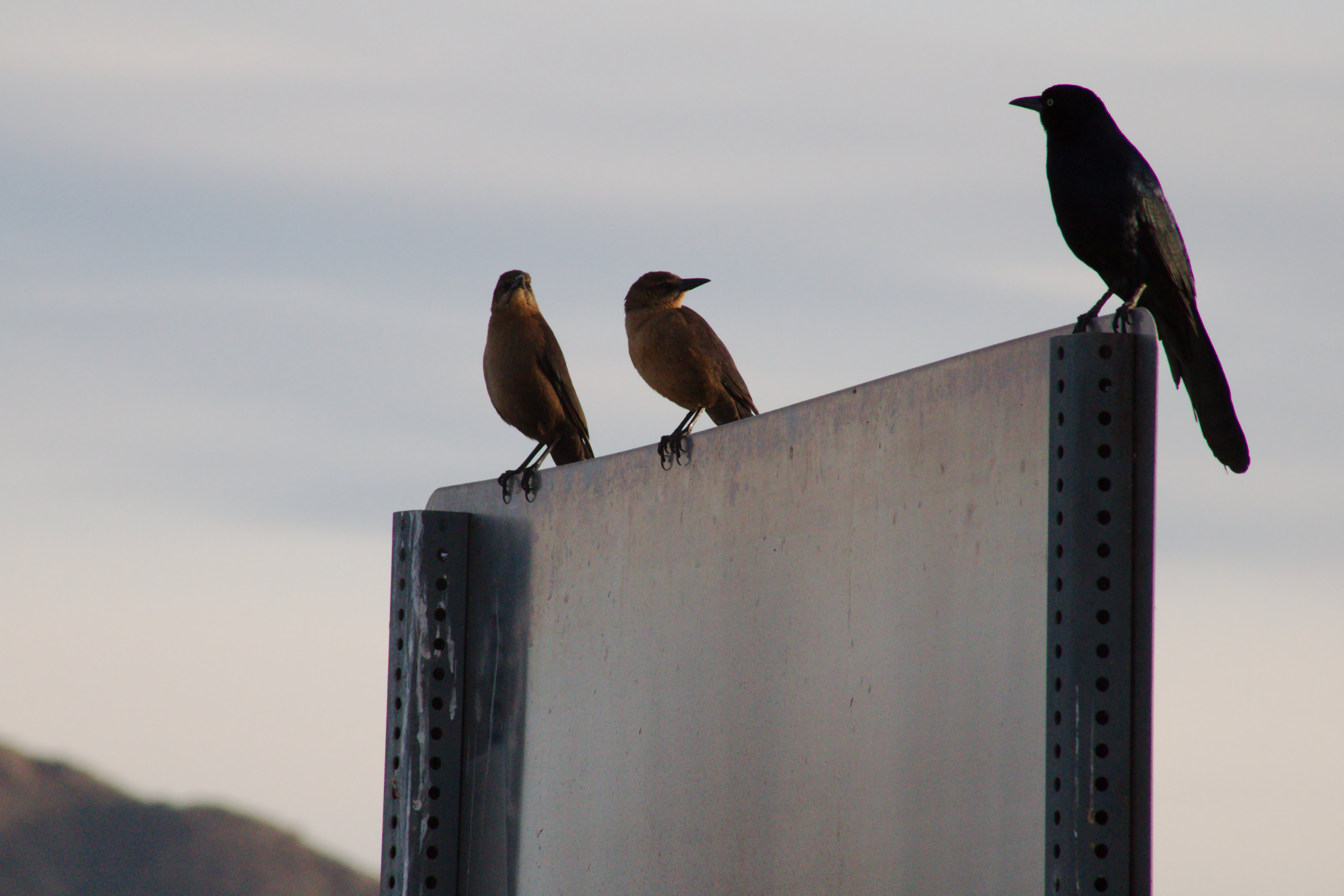 A Great-tailed Grackle and (maybe?) a couple Starlings