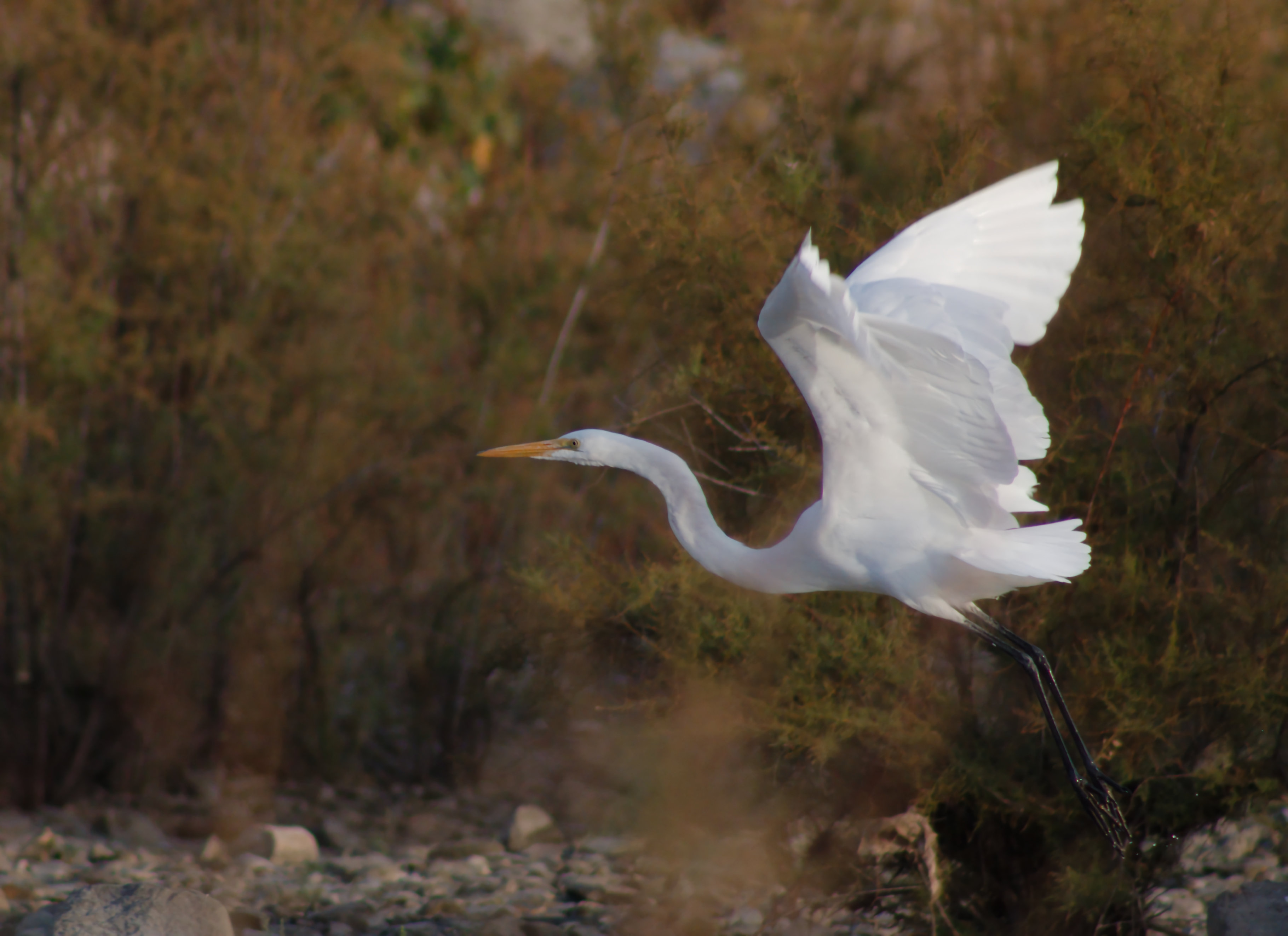 Great Egret, flying