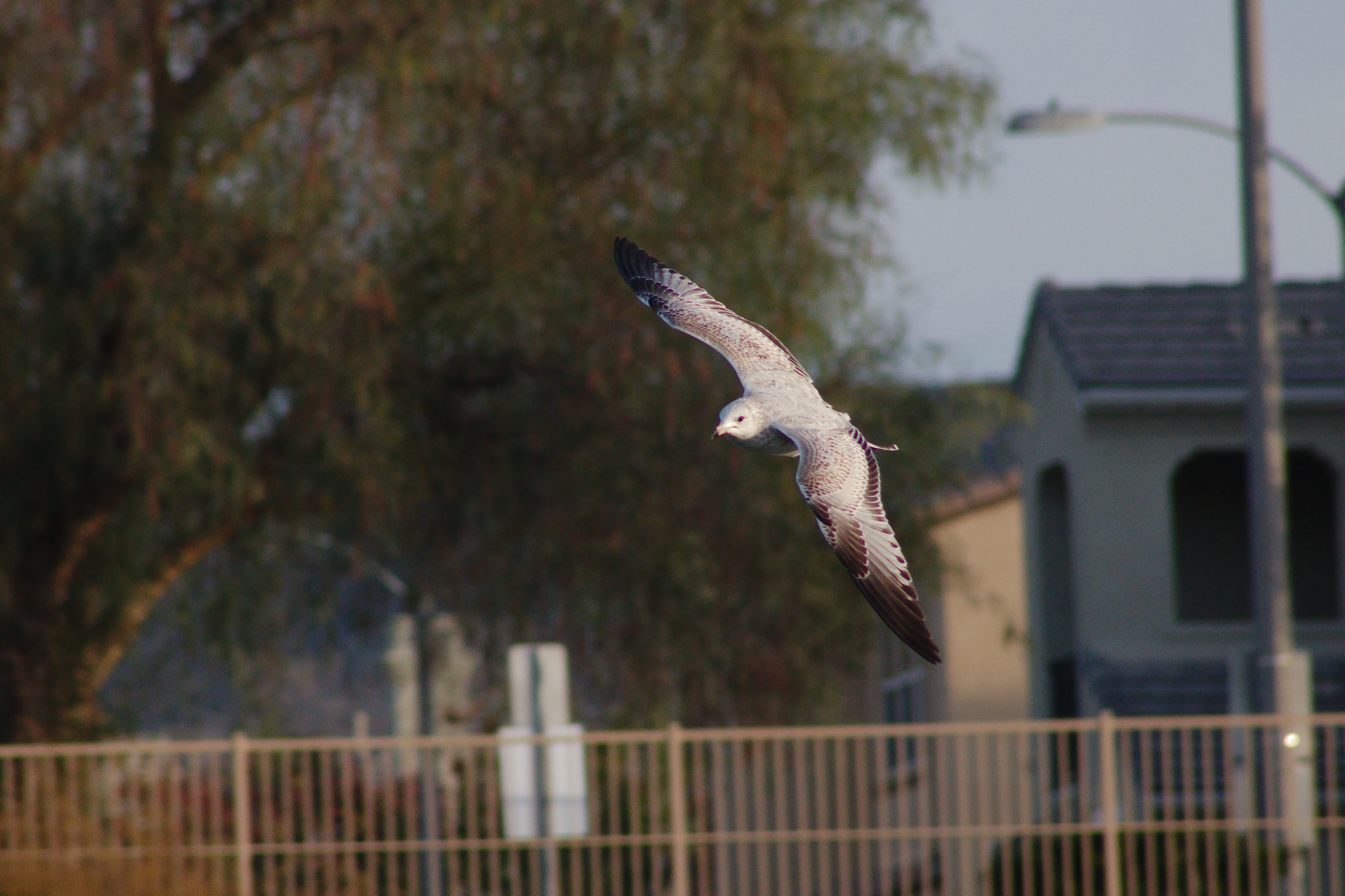 Herring Gull, flying
