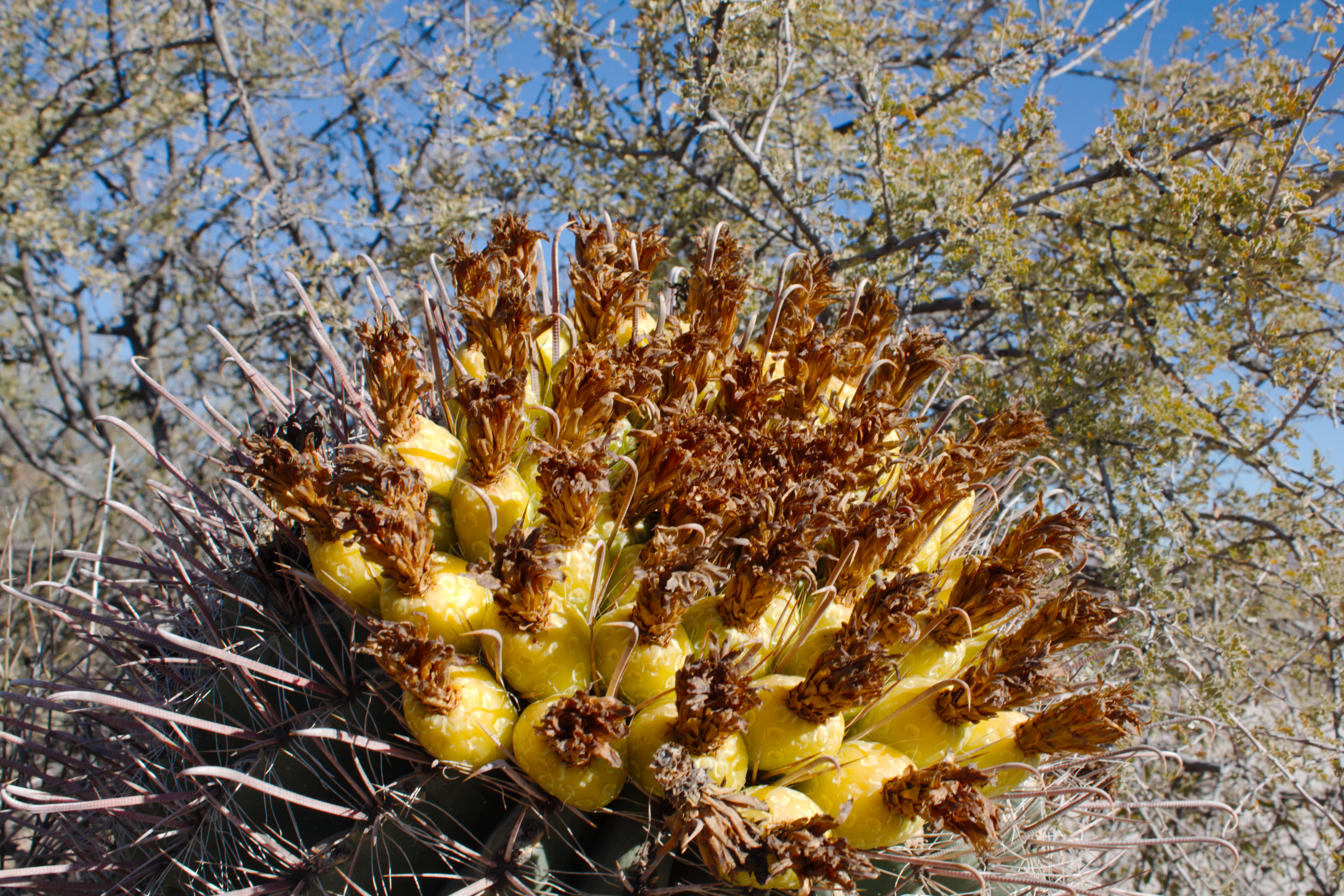 Another pretty maybe-cactus maybe-tree maybe-bush. But yellow.